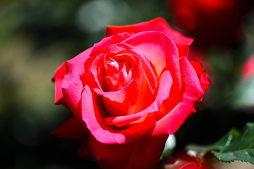 blomst, Rose, rød rose, kronblade, flora, tæt på, kronblad, blad, plante, friskhed, blomsterhoved