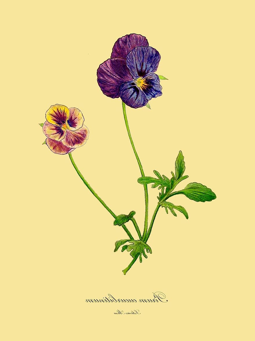 Trifolium Pratense, Viola, Drawing, Botanical, Flora