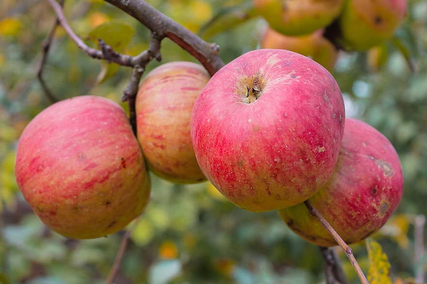 jablka, ovoce, ovocný sad, vyrobit, organický, jabloň, strom, sklizeň, čerstvý, čerstvá jablka, červená jablka