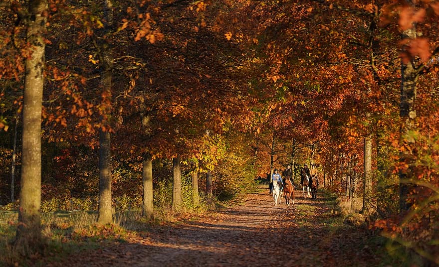 arboles, otoño, temporada, naturaleza, al aire libre, caballos, camino