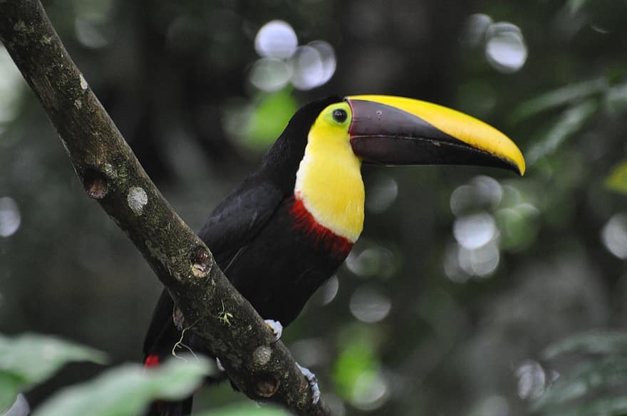 Tucan, pájaro, selva, naturaleza, Centroamérica, pico, pluma, animales en la naturaleza, multi color, clima tropical, rama