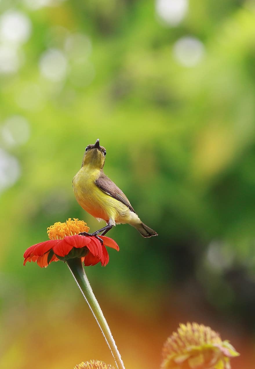 Sunbird, Perched, Flower, Bird, Animal, Small Bird, Wildlife, Beak, Bill, Feathers, Plumage