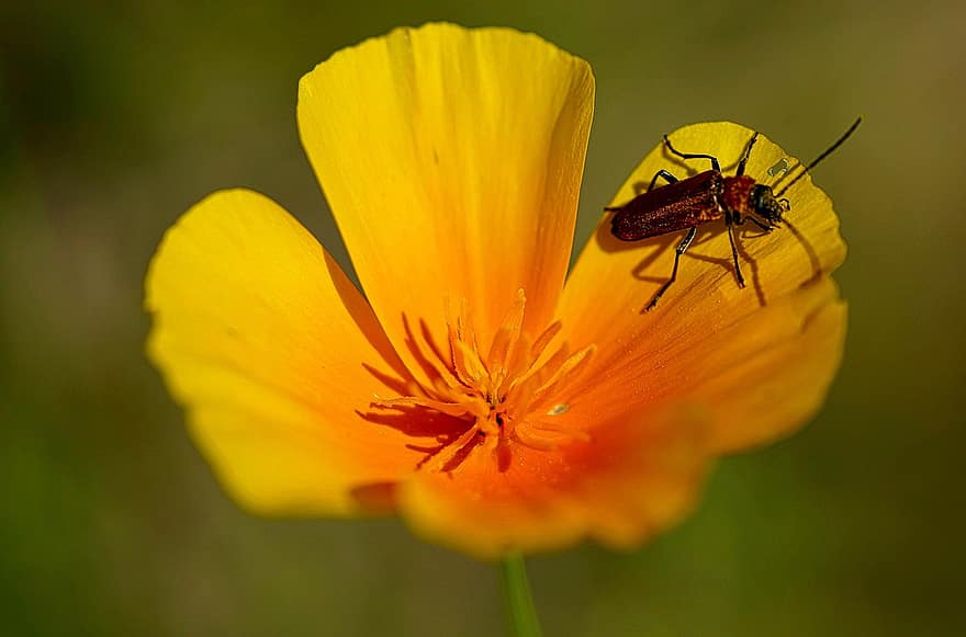 병사 딱정벌레, 캘리포니아 양귀비, 곤충, 꽃, 식물, 꽃잎, 정원, 자연, 닫다