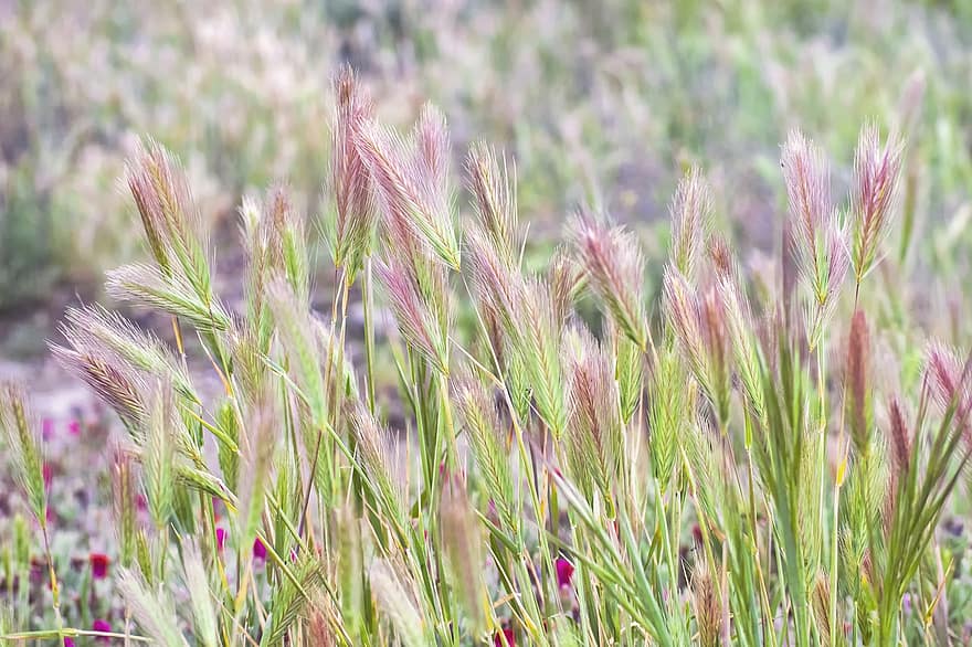 Foxtail miežiai, augalai, lauke, šuoliai, žolė, pievos, pobūdį