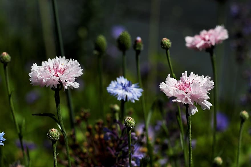 acianos, rosado, azul, estambres, flora, jardín, primavera, las flores, floricultura
