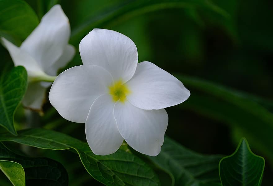 plumeria, zieds, augu, balts zieds, ziedlapiņām, zied, lapas, raksturs