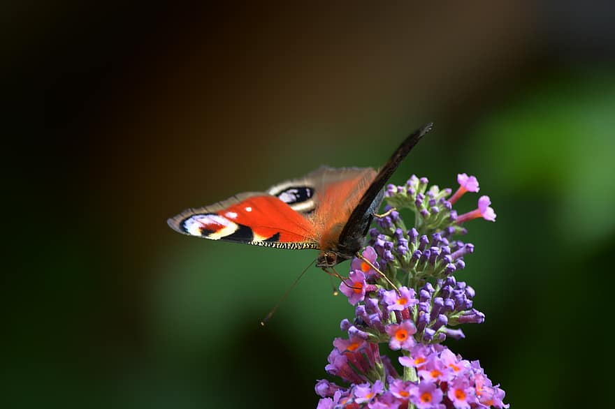 papillon, insecte, lilas d'été, papillon paon, animal, arbuste à papillons, fleurs, jardin, la nature