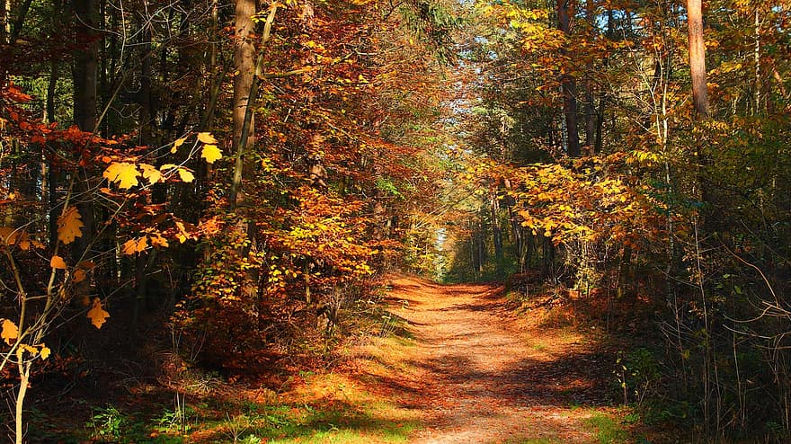 erdő, ősz, természet, szabadban, évszak, esik, fa, levél növényen, gyalogút, sárga, tájkép