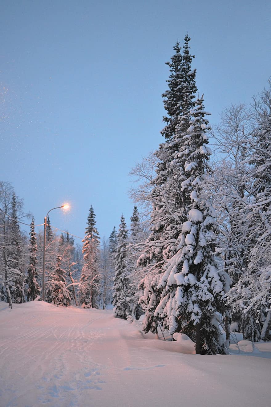 žiemą, gatvės šviesos, kelias, medžiai, spygliuočių, sniegas, šalčio, ledas, šalta, gatvės lempa, kraštovaizdį