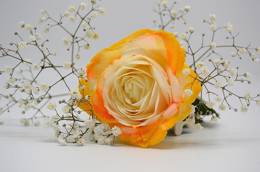 الوردة ، وردة صفراء ، حفلات الزفاف الذهبية ، جيبسوفيلا ، باقة أزهار ، زهرة ، زهور ، تحية الزهور ، يوم الأم ، الصورة الخلفية ، بطاقة تحية