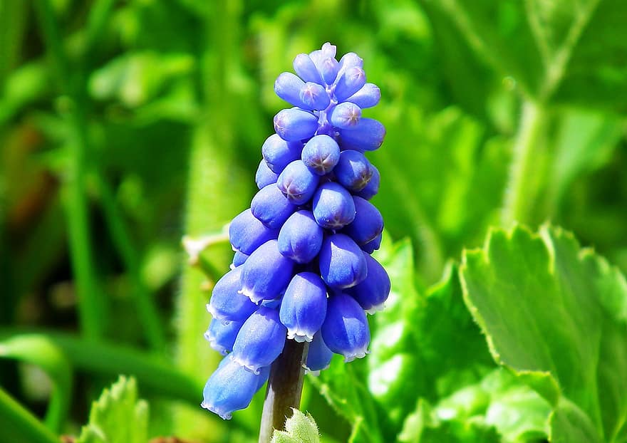 jacinthe de raisin, fleurs, plante, fleurs bleues, Floraison, printemps, jardin, la nature, fermer, feuille, été