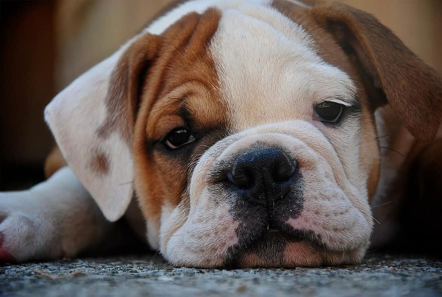 koira, bulldoggi, pentu, surullinen, söpö, lemmikki-, eläin, kuono, ihana, koiran-, muotokuva