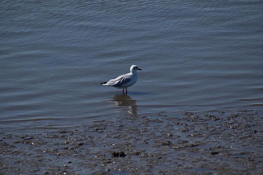 bird, seagull, ocean, water, beak, animals in the wild, feather, blue, sea bird, coastline, summer