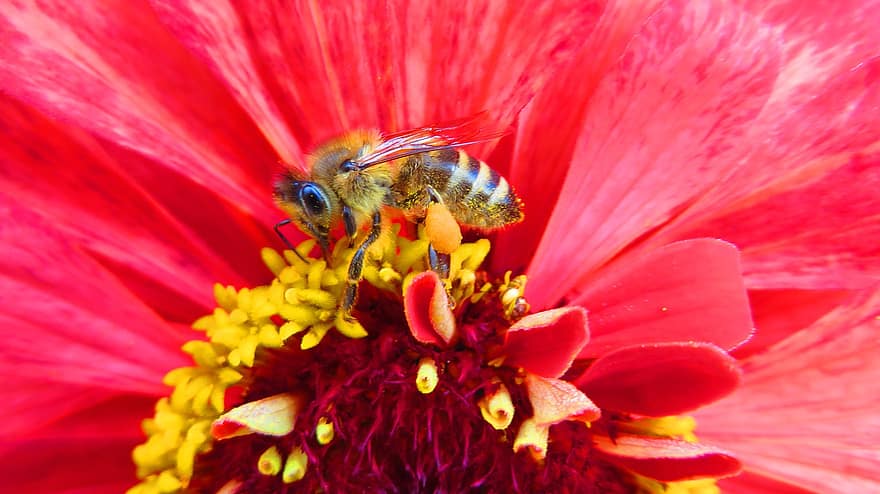 zínia, abelha, polinização, flor, inseto, macro, fechar-se, plantar, flor única, verão, pólen