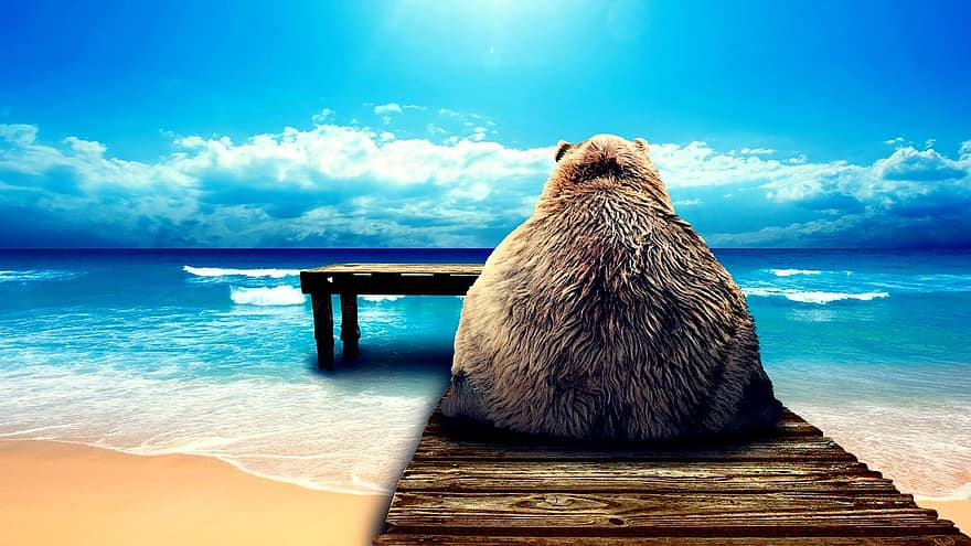 oso, playa, vacaciones, atravesar