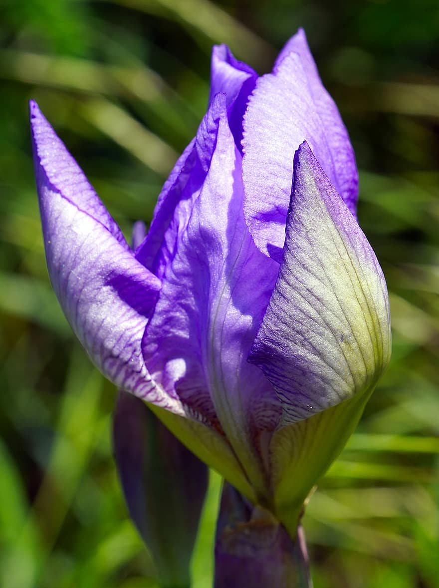 iris, bunga, mekar, berkembang, biru, taman, alam, merapatkan, menanam, daun, daun bunga