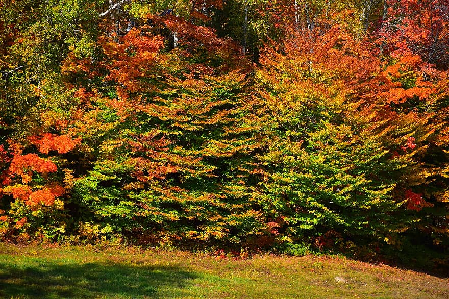 природа, деревья, осень, время года, падать, ель, береза