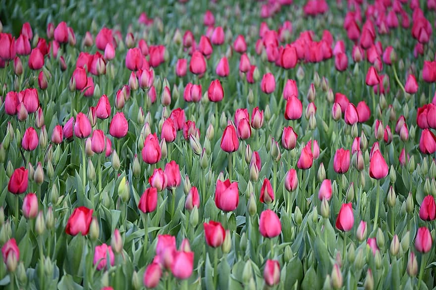 fleur, tulipes, printemps, Floraison, botanique, croissance, tulipe, plante, fraîcheur, couleur verte, multi couleur