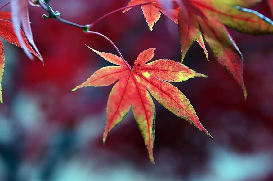 rudenī, rudens lapas, Kļava, raksturs, krāšņums, lapas, dzeltens, sezonā, koks, tuvplāns, daudzkrāsains