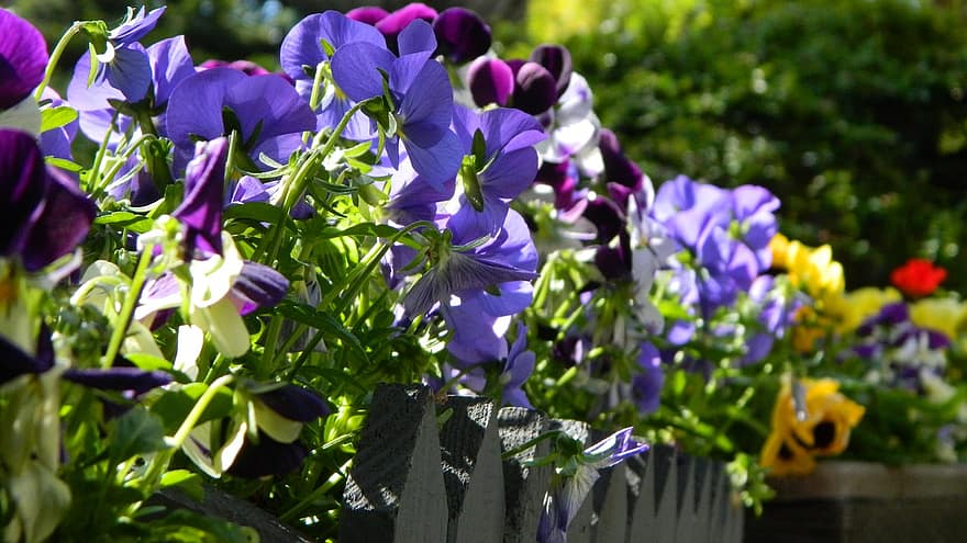 viooltje, bloemen, planten, bloeien, bladeren, tuin-, natuur, de lente, macro