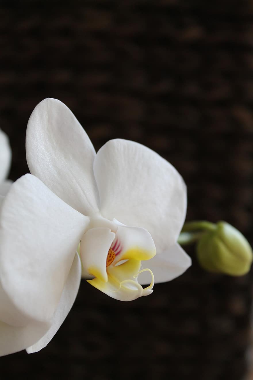 Orchidee, Blume, weisse Orchidee, weiße Blume, weiße Blütenblätter, Blütenblätter, blühen, Pflanze, Flora, Natur