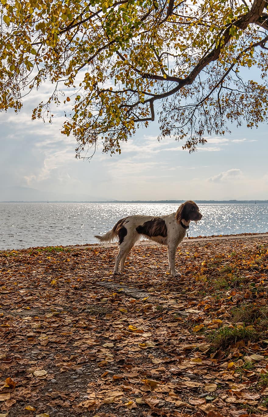 собака, собачий, домашнее животное, внутренний, Боденское озеро, животное, осень, падать, листва, время года