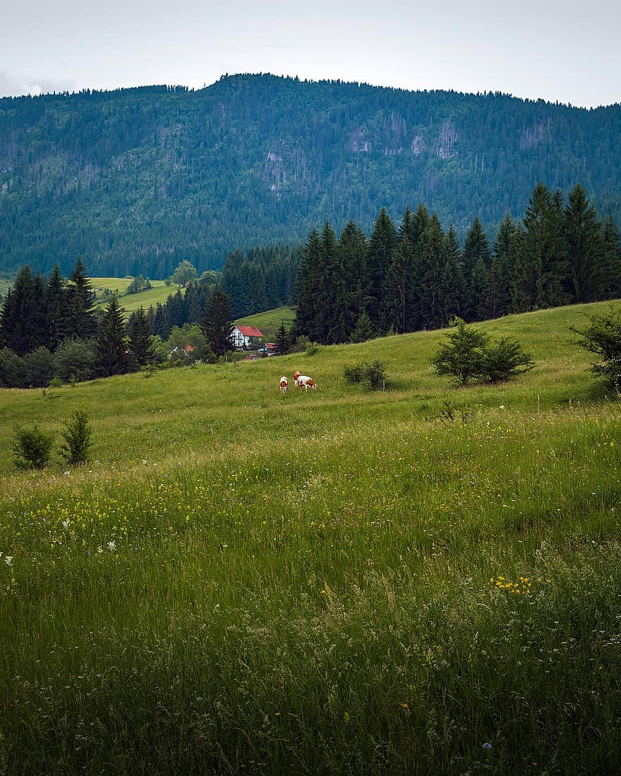 Montagne, village, vallée, herbe, Prairie, la nature, campagne, été, scène rurale, paysage, couleur verte