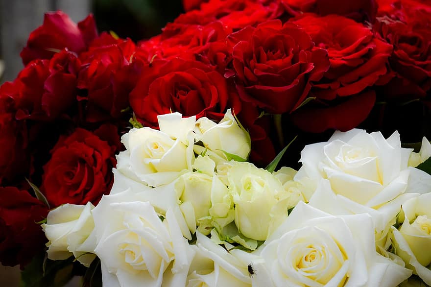 Flowers, Rose, Romantic, Bloom, Blossom, petal, bouquet, flower, freshness, close-up, romance