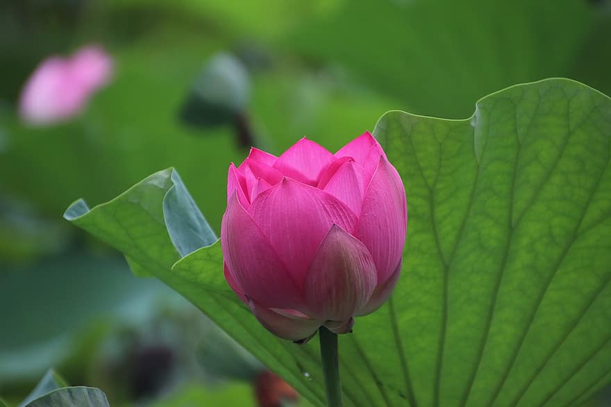 Lotus, Flower, Plant, Petals, Pink Flower, Water Lily, Leaves, Bloom, Blossom, Aquatic Plant, Flora