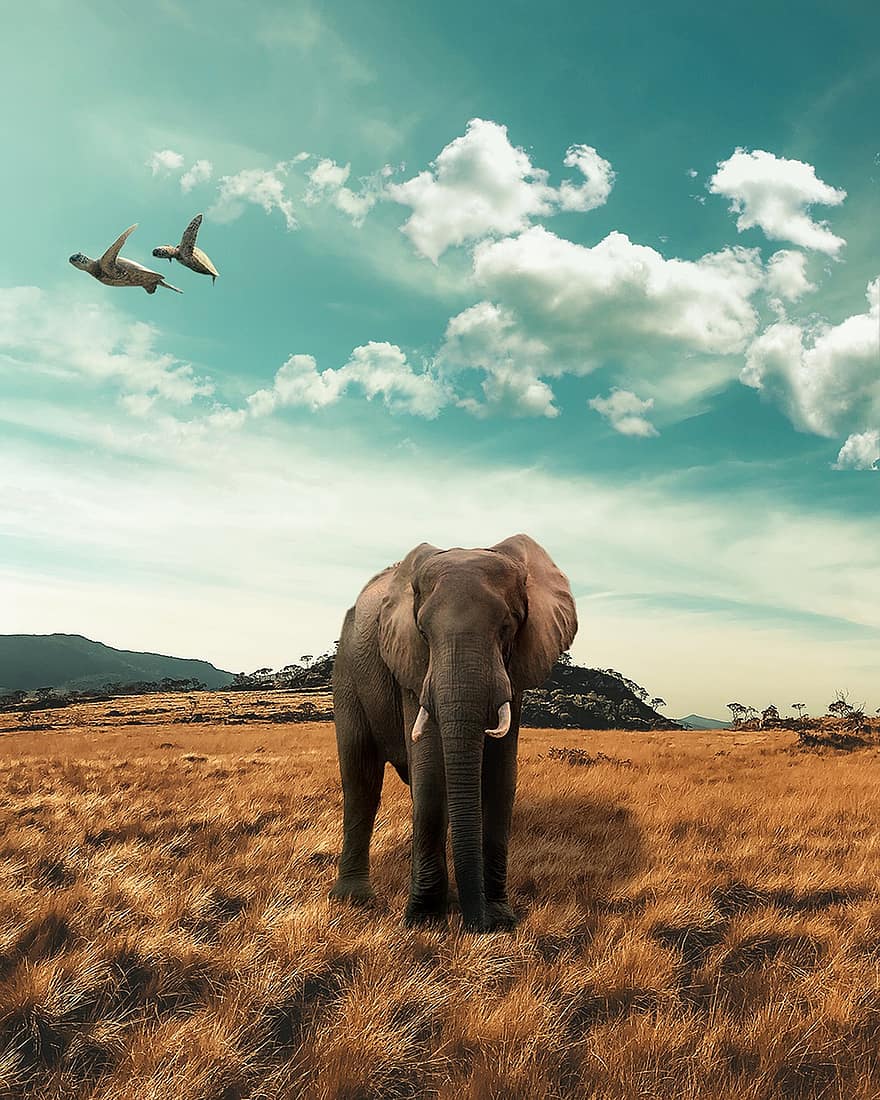 Elephant, Animal, Nature, Savannah, Wild, Meadow, Cloud, Sky, Landscape