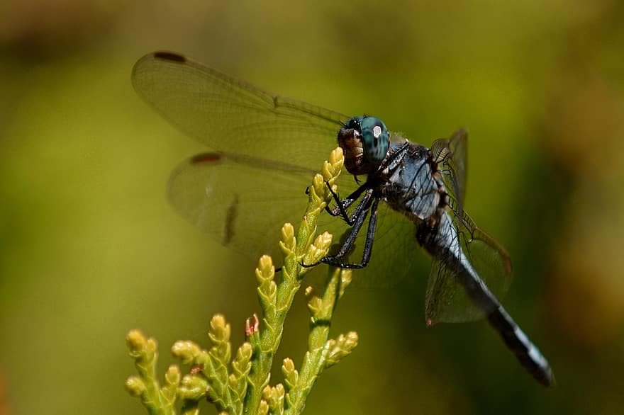 dragonfly, insekt, natur, biologi, dyr, vinger, dyreliv, anisoptera