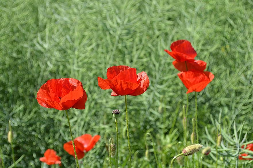 Poppies, Flowers, Red Poppies, Red Flowers, Petals, Red Petals, Bloom, Blossom, Meadow, Flora, Plants
