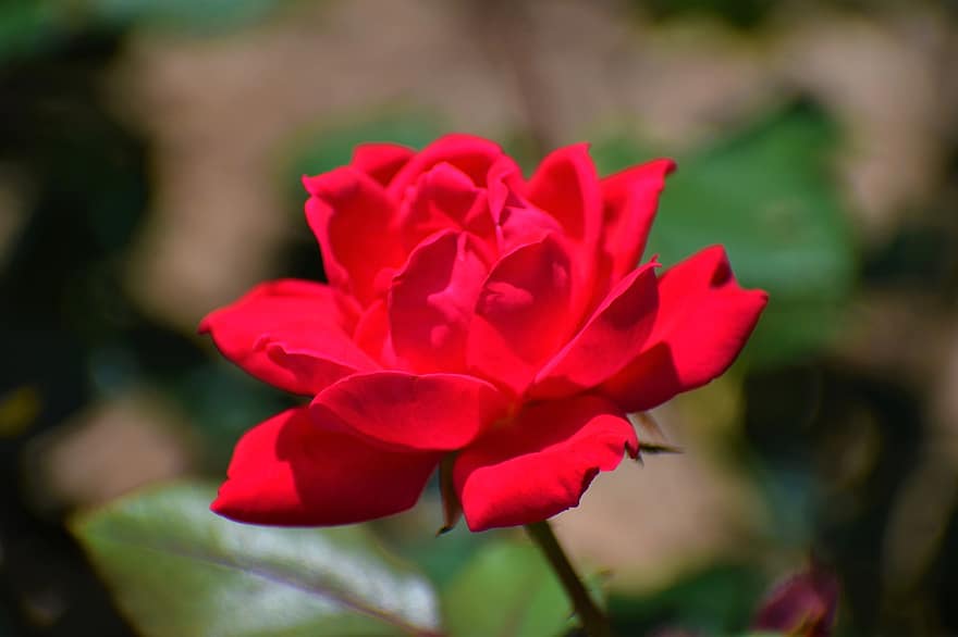 роза, цвете, червено цвете, червена роза, цъфна роза, листенца, розови листенца, разцвет, цвят, флора