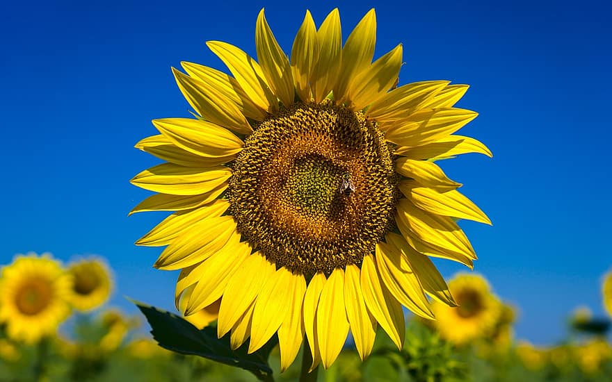 auringonkukka, kukka, mehiläinen, hyönteinen, pölyttää, keltainen kukka, terälehdet, keltaiset terälehdet, kukinta, kasvisto