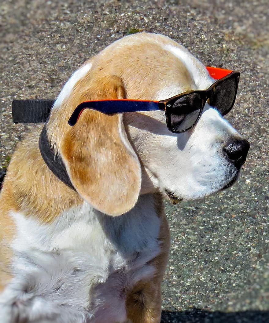 gos, beagle, mamífer, mascota, masculí, sol, ulleres de sol, retrat, protecció ocular, abric curt, blanc