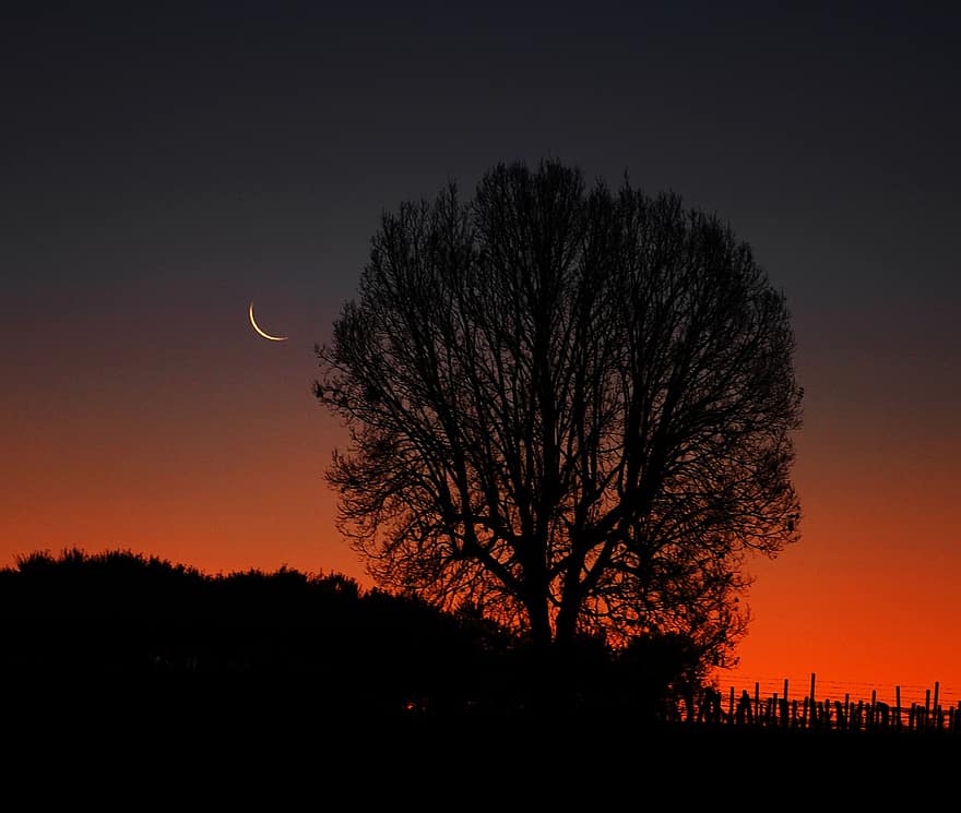 Sunset, Moon, Tree, Nature, Dusk, Evening, Silhouette