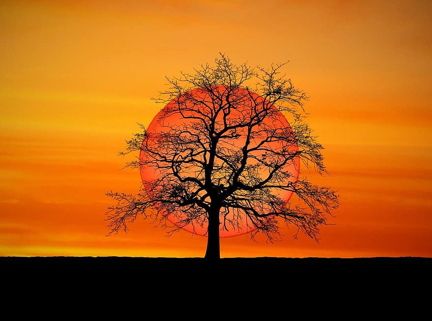 auringonlasku, puu, siluetti