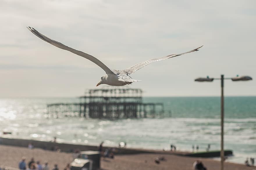lokki, lintu, lentäminen, lento, merilintu, eläin, siivet, villieläimet, laituri, Brighton, Englanti