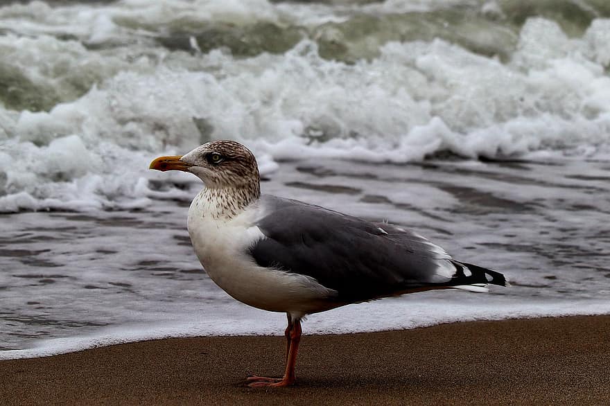 Black Headed Gull, Seagull, Bird, Animal, Black Headed Seagull, Waves, Beach, Sand, Seashore, Shore, Coastline