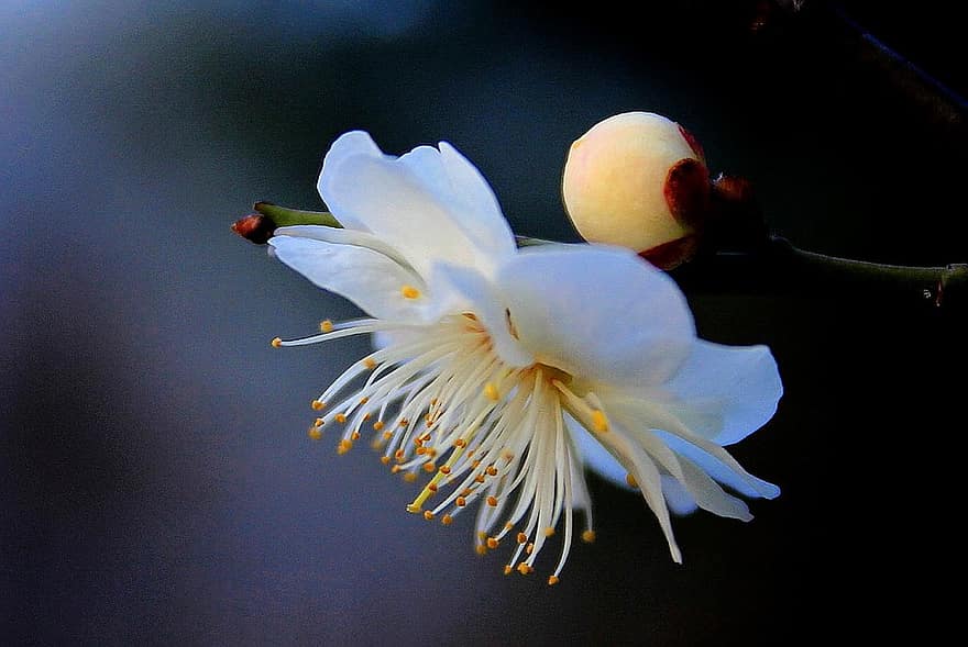 Plum Blossom, Flower, White Plum, White Flower, Spring, Garden