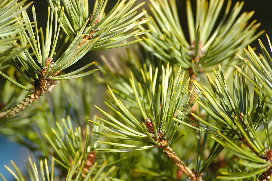 Forest, Tree, Pine, Nature, Botany, Growth, close-up, branch, plant, coniferous tree, green color