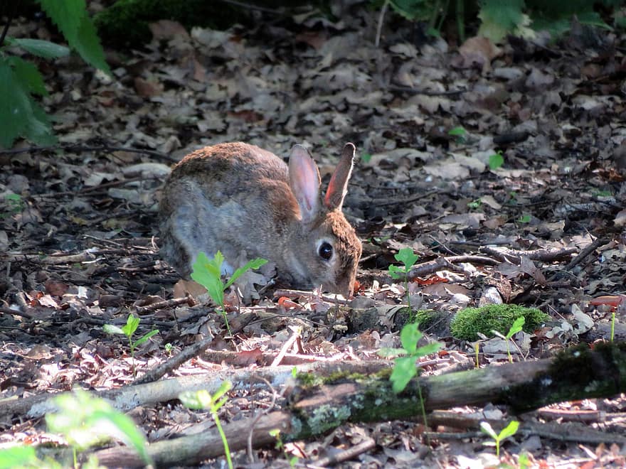 Rabbit, Wild Rabbit, Hare, Wild, Fur, Mammal, Meadow, Forest, Nature, Wilderness, Wildlife