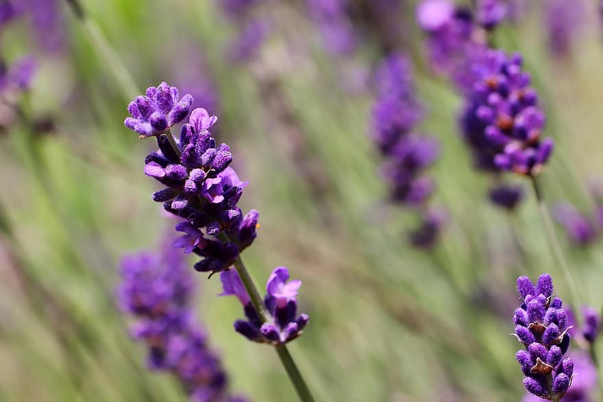bunga lavender, lavender, alam, taman, bunga, menanam, mekar, berkembang, madu