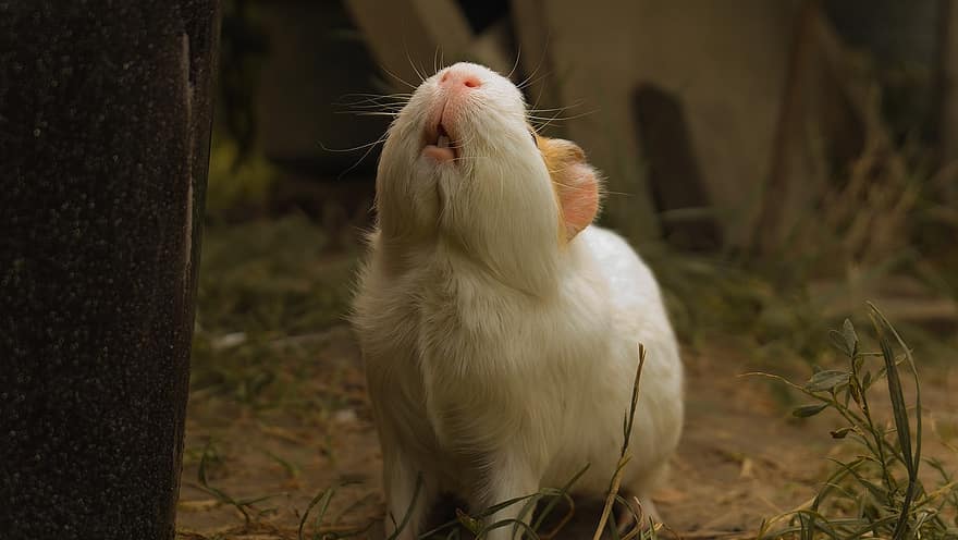 Guinea Pig, Cavy, Pet, Fluffy, Grass, Cute, Funny, Furry, Young, Adorable, Animal