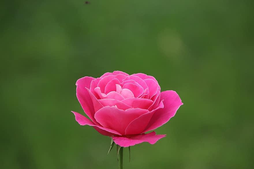 Rose, fleur, plante, rose rose, fleur rose, pétales, Floraison, plante ornementale, jardin, la nature, fermer