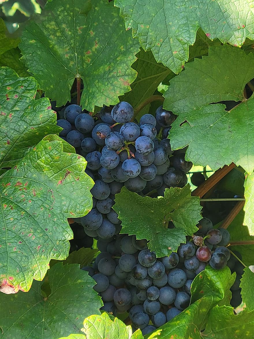 buah, anggur, kebun anggur, organik