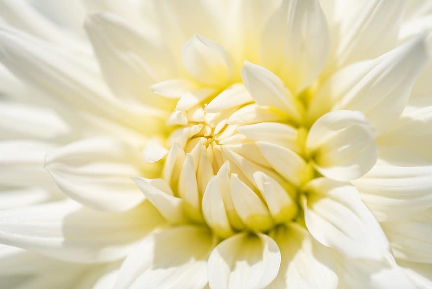 Dahlia, Flower, White Flower, Petals, White Petals, Blossom, Bloom, Plant, Flora, Nature, Close Up
