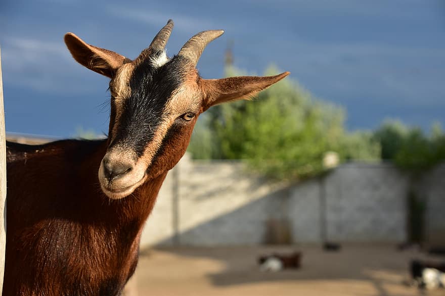 Goat, Farm, Ranch, Nature, Horned, Agriculture