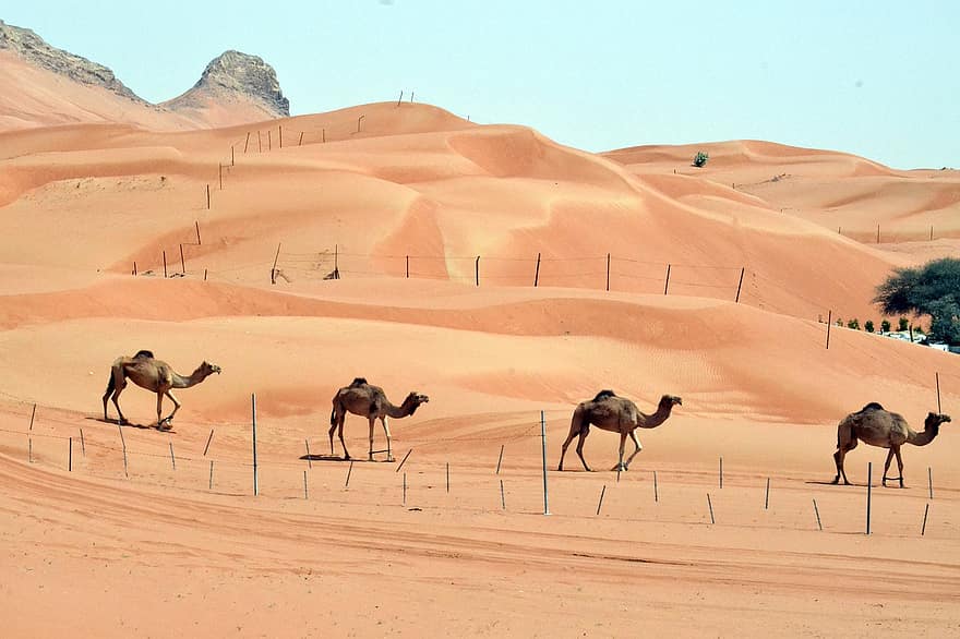 kameler, dyr, ørken, pattedyr, sand, sanddyne, gjerde, natur, pels, øye, øre