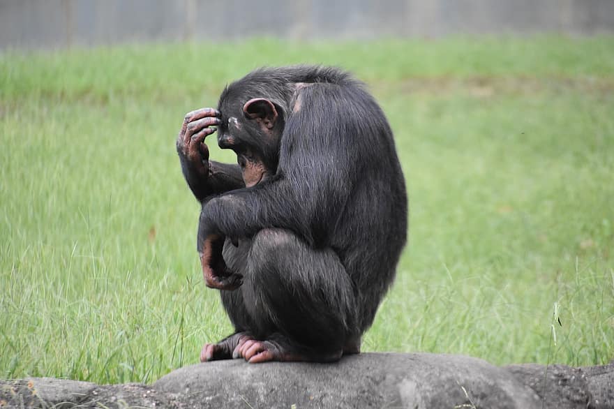 mono, chimpance, primate, pensando, rock, sentado, preocupado, zoo, Zoológico de Knoxville